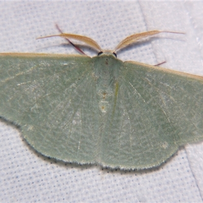 Prasinocyma ocyptera (Geometrinae) at Saint George, QLD - 2 Nov 2009 by PJH123