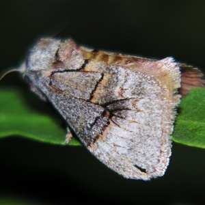 Unverified Other moth at Saint George, QLD - 2 Nov 2009 by PJH123