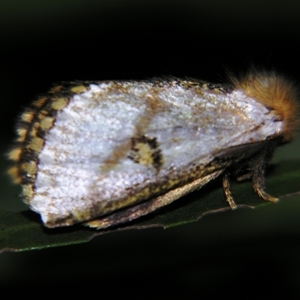Unverified Other moth at Saint George, QLD - 2 Nov 2009 by PJH123