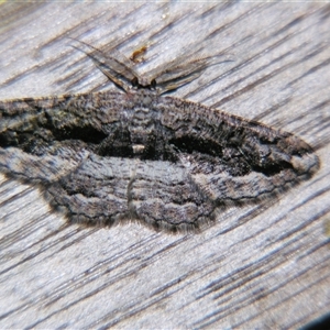 Unverified Geometer moth (Geometridae) at Saint George, QLD - 2 Nov 2009 by PJH123