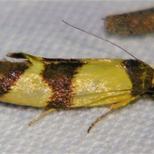 Unverified Concealer moth (Oecophoridae) at Saint George, QLD - 2 Nov 2009 by PJH123
