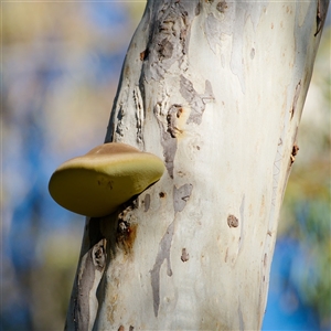 Unverified Fungus at Acton, ACT - 31 May 2025 by regeraghty