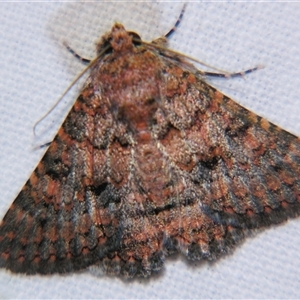 Unverified Noctuoid moth (except Arctiinae) at Saint George, QLD - 2 Nov 2009 by PJH123