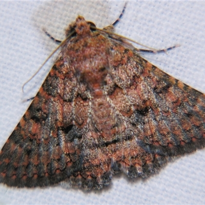 Praxis marmarinopa (owlet moth) at Saint George, QLD - 2 Nov 2009 by PJH123