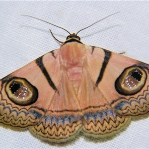 Unverified Noctuoid moth (except Arctiinae) at Saint George, QLD - 2 Nov 2009 by PJH123