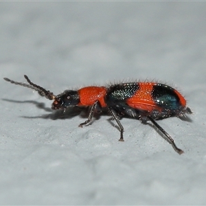Dicranolaius bellulus (Red and Blue Pollen Beetle) at Acton, ACT - 14 May 2025 by TimL