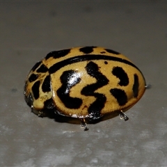 Cleobora mellyi (Southern Ladybird) at Acton, ACT - 18 May 2025 by TimL