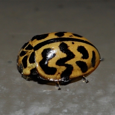 Cleobora mellyi (Southern Ladybird) at Acton, ACT - 18 May 2025 by TimL