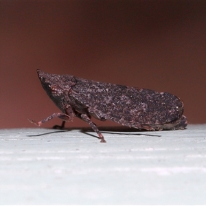 Platybrachys decemmacula at Acton, ACT - 18 May 2025 by TimL