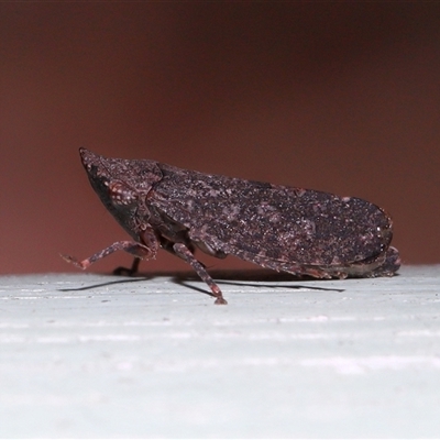 Platybrachys decemmacula at Acton, ACT - 18 May 2025 by TimL