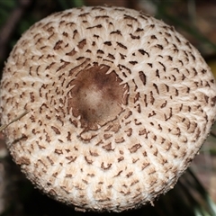 Unverified Cap on a stem; gills below cap [mushrooms or mushroom-like] at Paddys River, ACT - 21 May 2025 by TimL