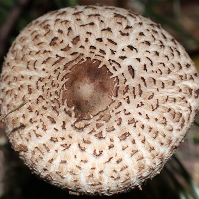 Unverified Cap on a stem; gills below cap [mushrooms or mushroom-like] at Paddys River, ACT - 21 May 2025 by TimL