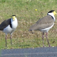 Vanellus miles (Masked Lapwing) at Braemar, NSW - 31 May 2025 by Curiosity