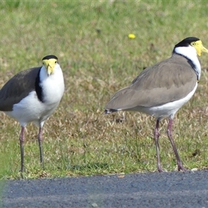 Vanellus miles at Braemar, NSW - 31 May 2025 12:01 PM