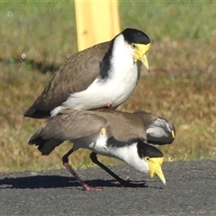 Vanellus miles at Braemar, NSW - 31 May 2025 12:01 PM