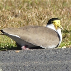 Vanellus miles at Braemar, NSW - 31 May 2025 12:01 PM