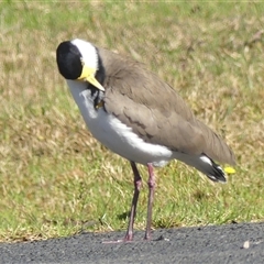 Vanellus miles at Braemar, NSW - 31 May 2025 12:01 PM