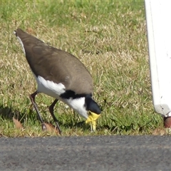 Vanellus miles at Braemar, NSW - 31 May 2025 12:01 PM