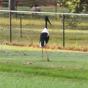Threskiornis spinicollis at Walligan, QLD - Today by rieteklis