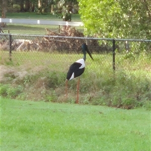 Ephippiorhynchus asiaticus at Walligan, QLD - suppressed