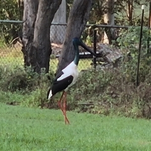 Ephippiorhynchus asiaticus at Walligan, QLD - suppressed