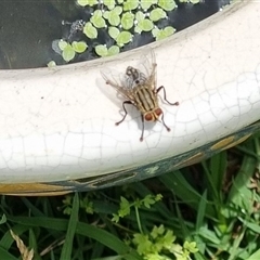 Sarcophaga sp. (genus) (Flesh fly) at Copmanhurst, NSW - 3 Nov 2024 by MazzV