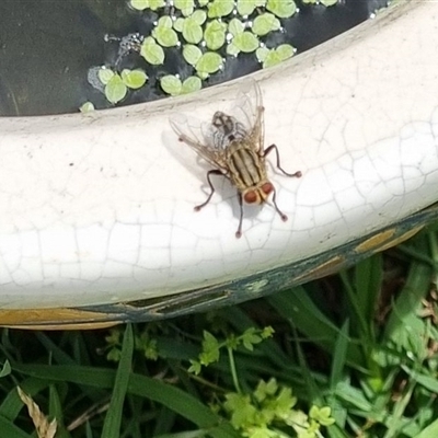 Sarcophaga sp. (genus) (Flesh fly) at Copmanhurst, NSW - 3 Nov 2024 by MazzV