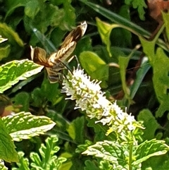 Unverified True fly (Diptera) by MazzV