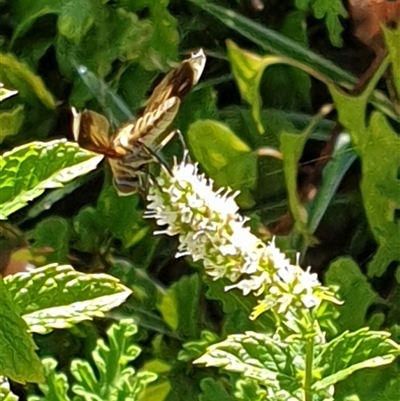 Unverified True fly (Diptera) by MazzV