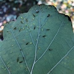 Myzocallis (genus) (Oak Aphid) at Curtin, ACT - 1 Jun 2025 by MichaelMulvaney