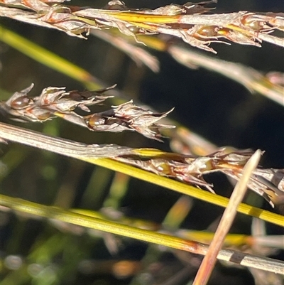 Machaerina gunnii (Slender Twig-rush) at Tennent, ACT - 1 Jun 2025 by JaneR