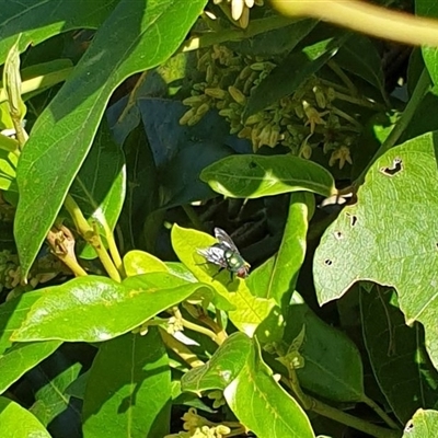 Calliphoridae (family) by MazzV