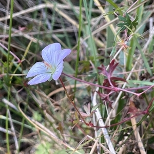 Geranium neglectum at Tharwa, ACT - Yesterday by JaneR