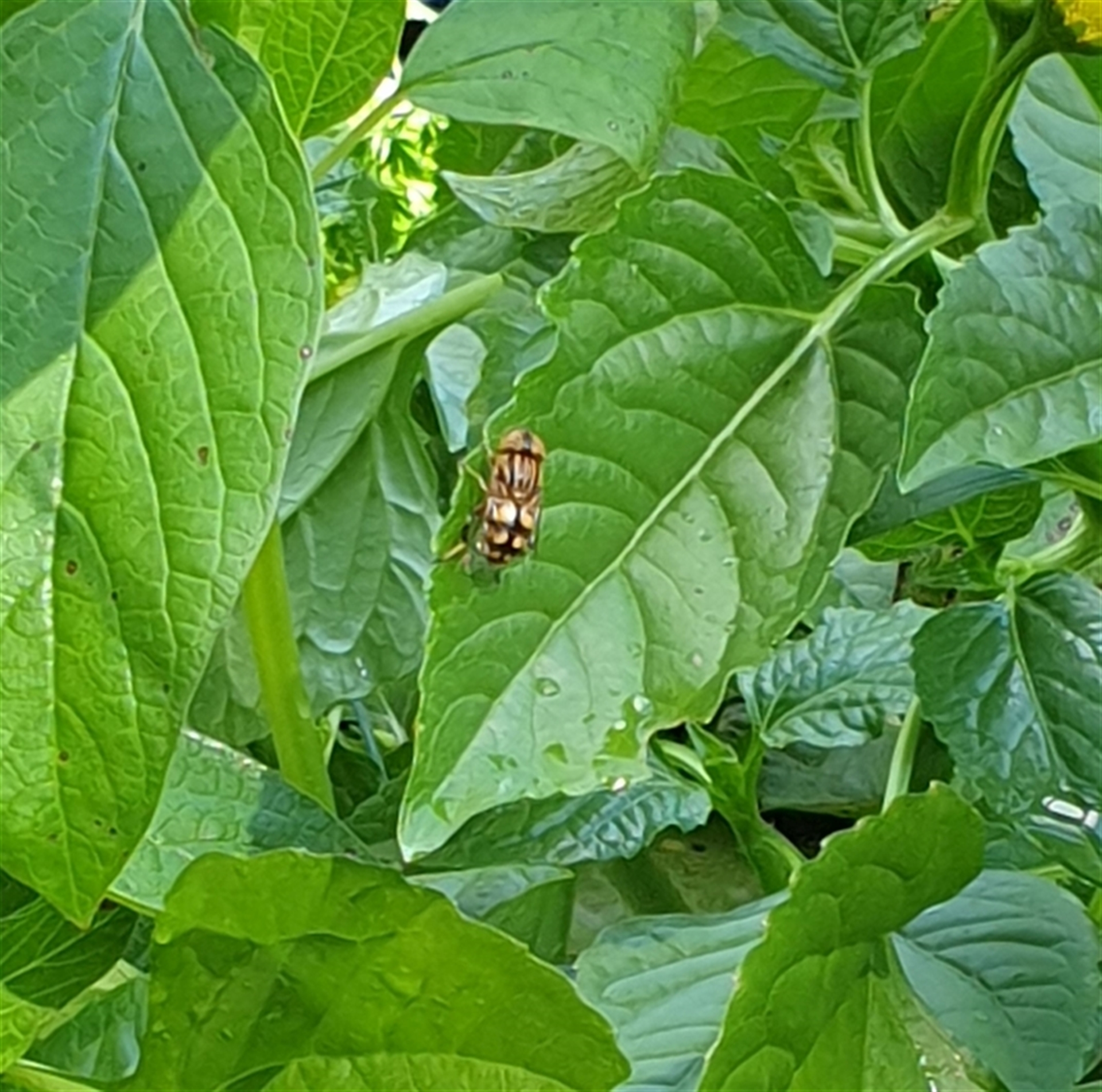 Eristalinus punctulatus at Copmanhurst, NSW - suppressed