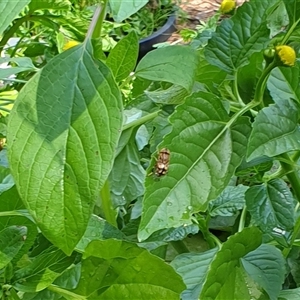 Eristalinus punctulatus at suppressed - suppressed
