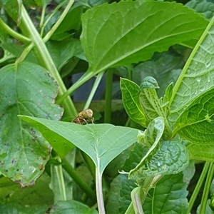 Eristalinus punctulatus at suppressed - suppressed