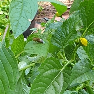 Eristalinus punctulatus at suppressed - suppressed