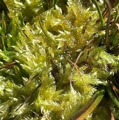 Sphagnum sp. (genus) at Tennent, ACT - 1 Jun 2025 by JaneR