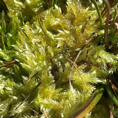 Sphagnum sp. (genus) at Tennent, ACT - 1 Jun 2025 by JaneR