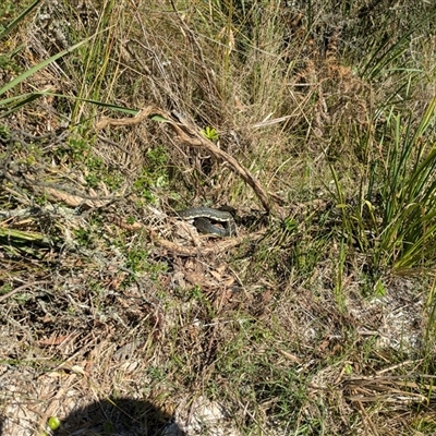 Morelia spilota spilota (Diamond Python) at Vincentia, NSW - 1 Jun 2025 by WalterEgo