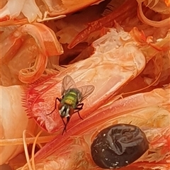 Unverified Blow fly (Calliphoridae) by MazzV