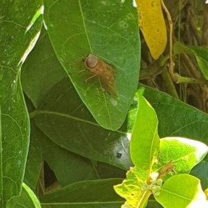 Unverified March or Horse fly (Tabanidae) by MazzV
