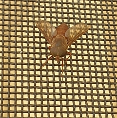 Unverified March or Horse fly (Tabanidae) by MazzV