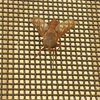 Unverified March or Horse fly (Tabanidae) by MazzV