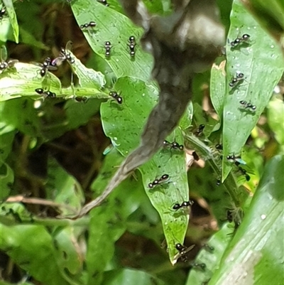 Sepsidae (family) by MazzV