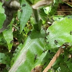 Sepsidae (family) at suppressed - suppressed