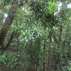 Dracaena angustifolia (pleomele, (native dracaena)) at Cape Tribulation, QLD - 15 Feb 2023 by JasonPStewartNMsnc2016
