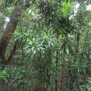 Dracaena angustifolia (pleomele, (native dracaena)) at Cape Tribulation, QLD - 15 Feb 2023 by JasonPStewartNMsnc2016