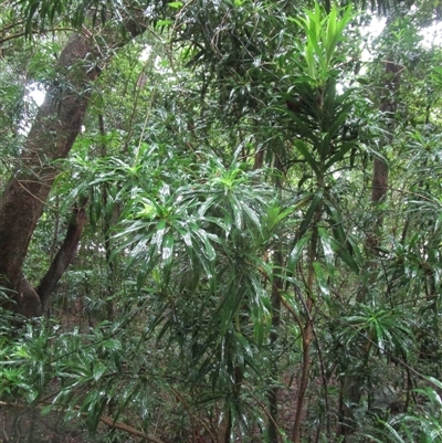 Dracaena angustifolia (pleomele, (native dracaena)) at Cape Tribulation, QLD - 15 Feb 2023 by JasonPStewartNMsnc2016