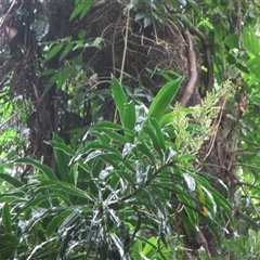 Dracaena angustifolia at Cape Tribulation, QLD - 15 Feb 2023 12:36 PM